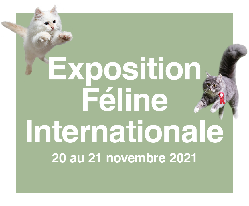 Vignette Exposition Féline Internationale 2021