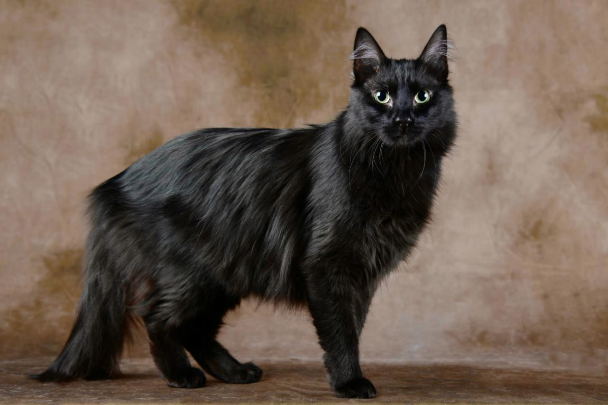 Angora Turc