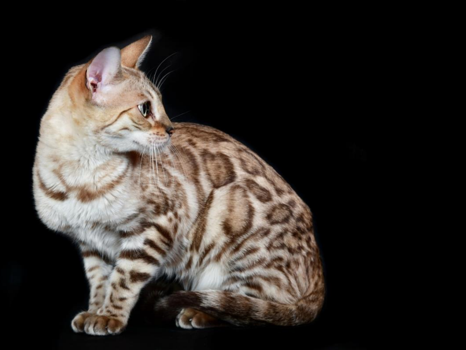 Bengal