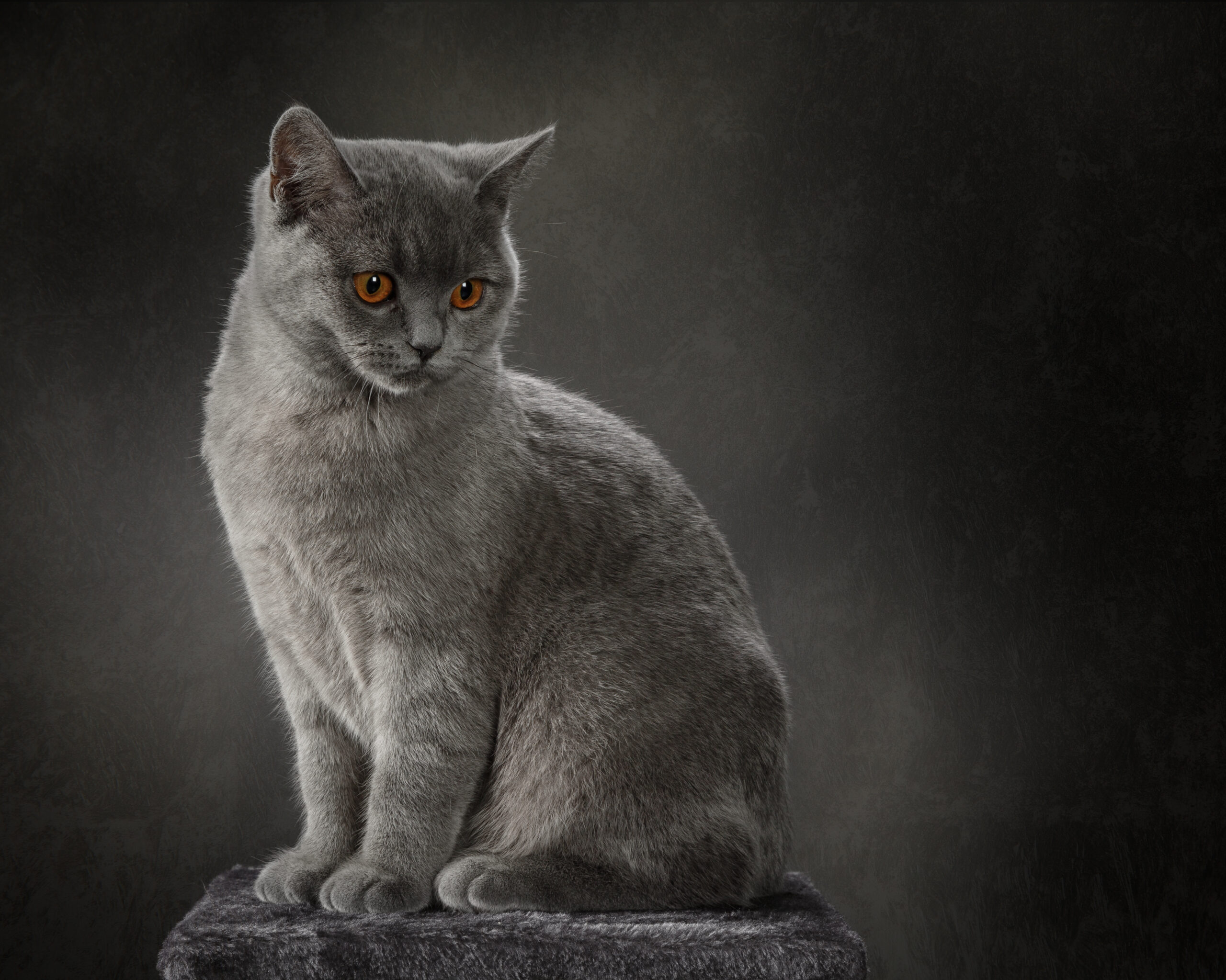 Chartreux