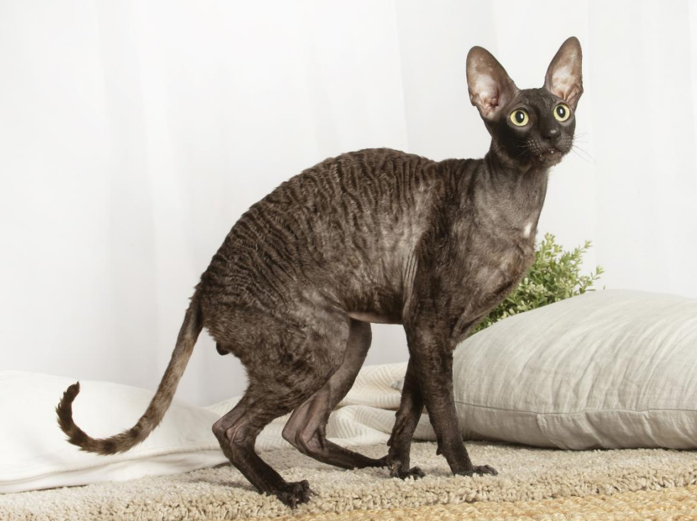 Cornish Rex