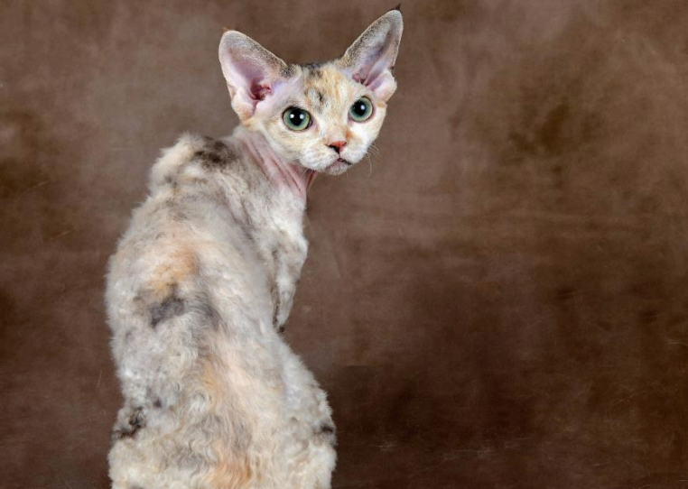 Devon Rex