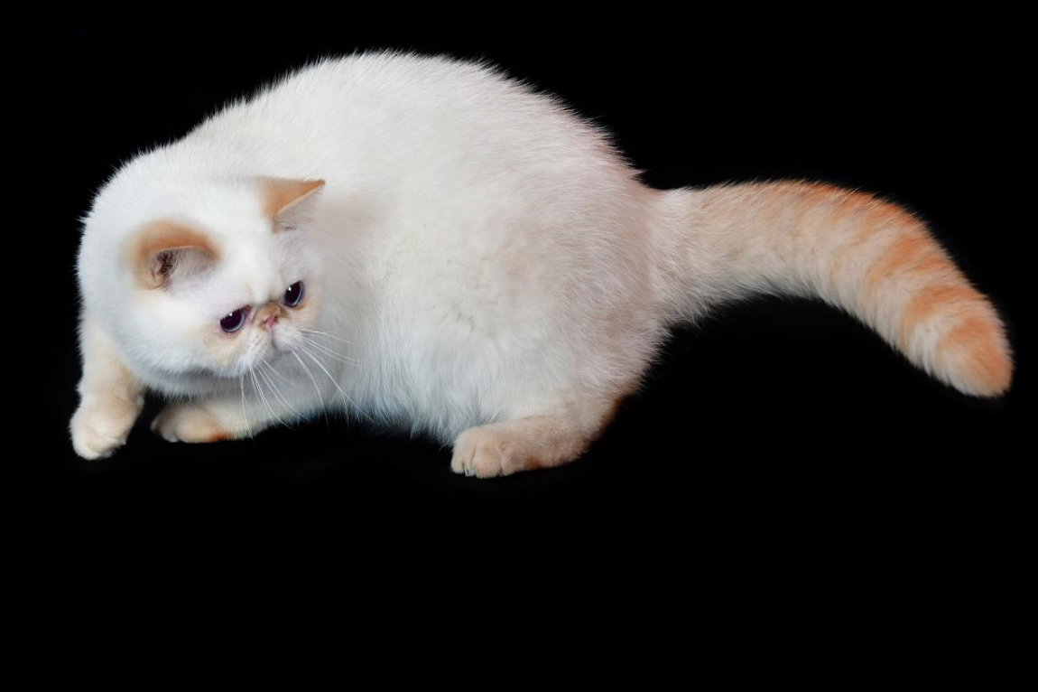 Exotic Shorthair