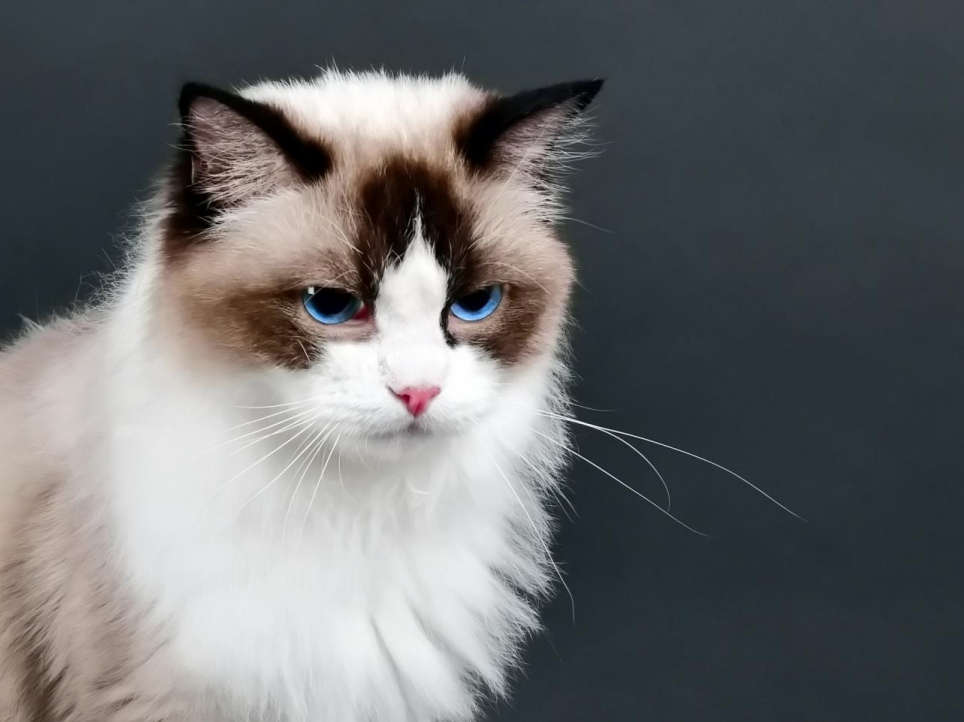 Ragdoll