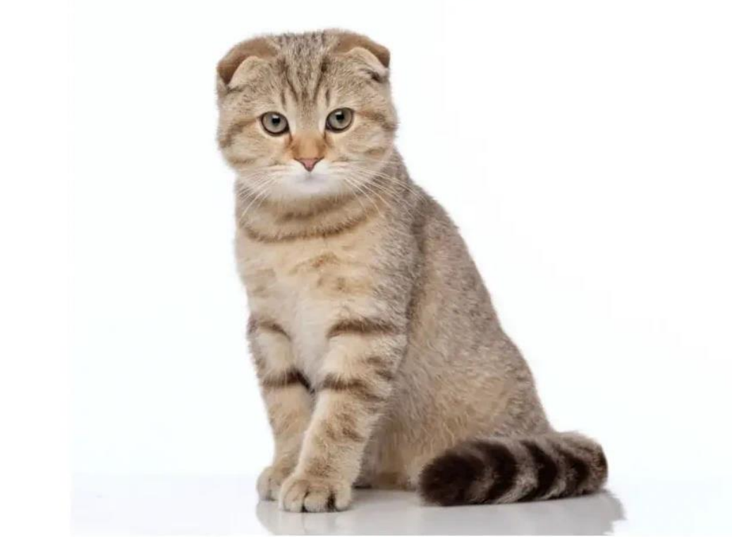 Scottish Fold