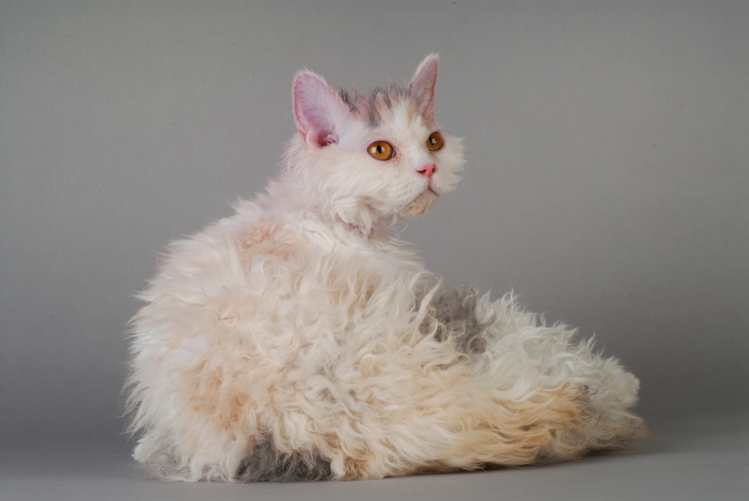 Selkirk Rex