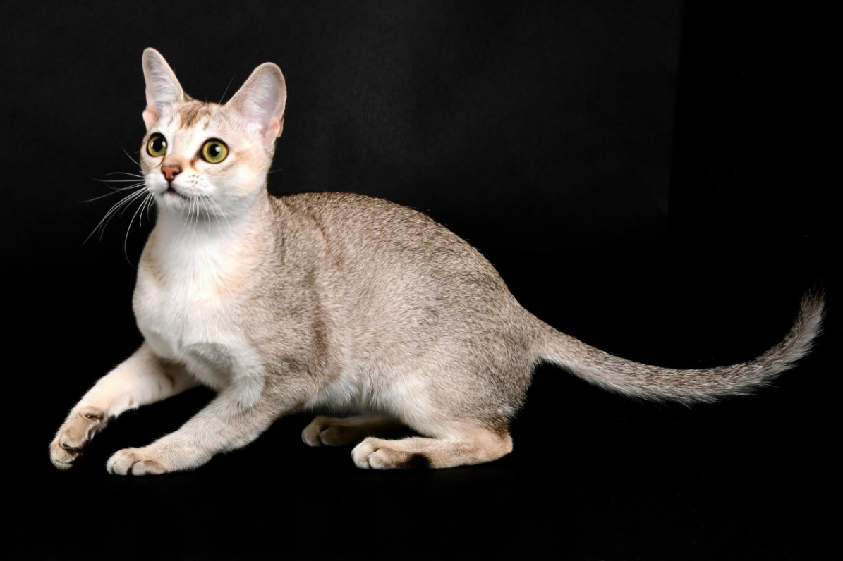 Singapura