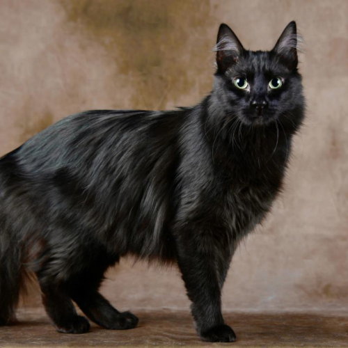 Angora Turc