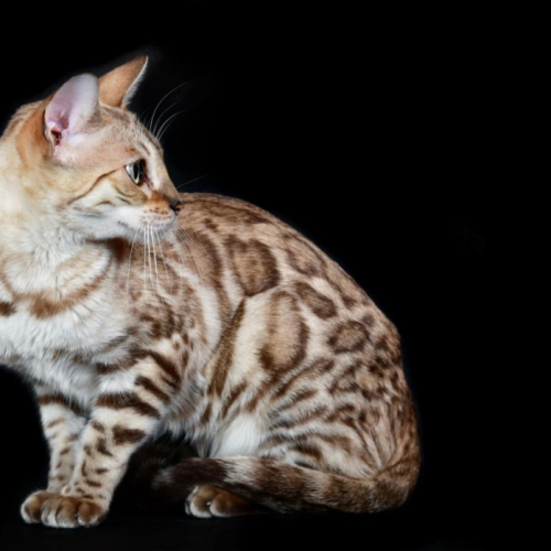 Bengal