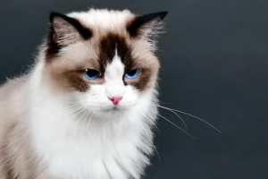Ragdoll