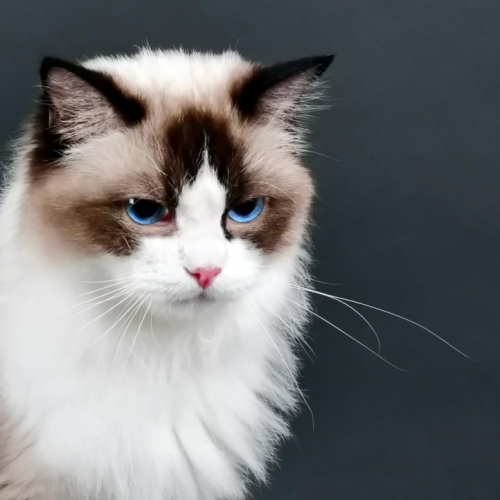 Ragdoll