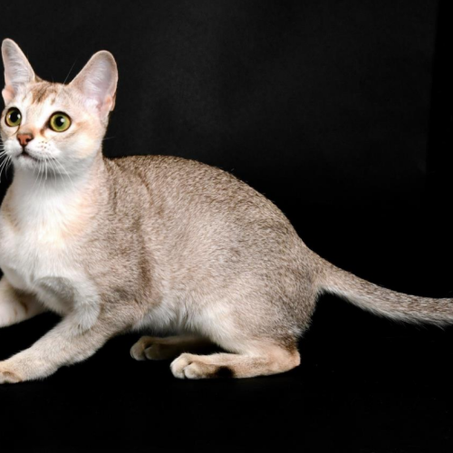 Singapura